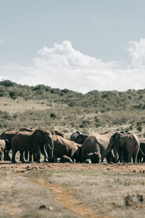 Before a South African Park Drive, Plan the Journey Back